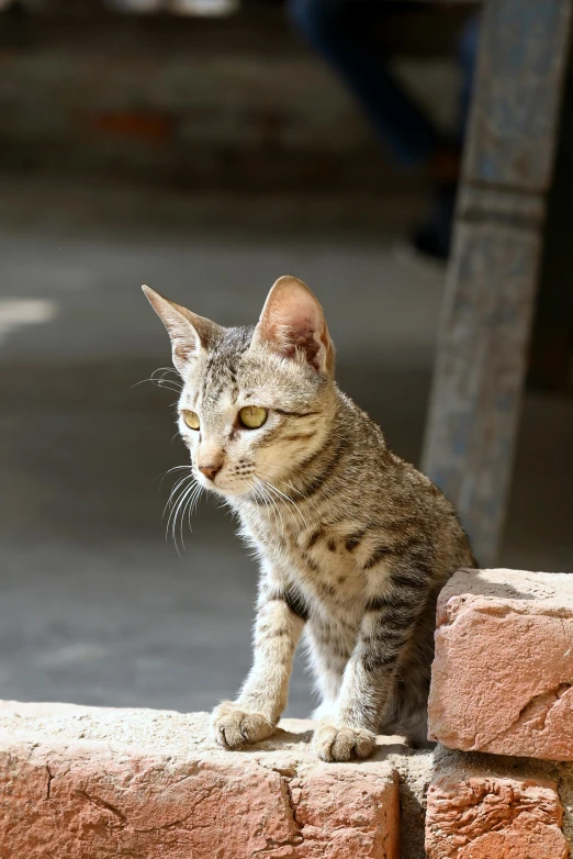 cat looking up from standing on ledge in open area