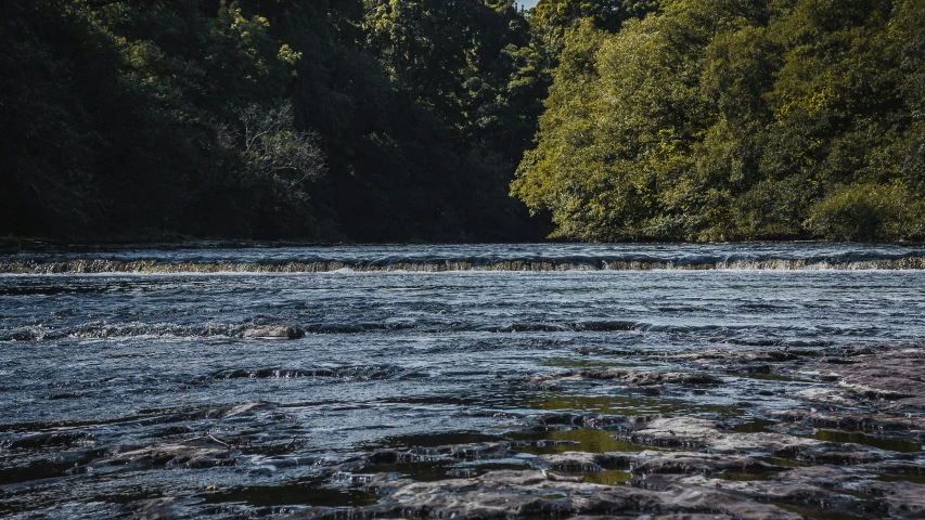 the water in a river near many trees