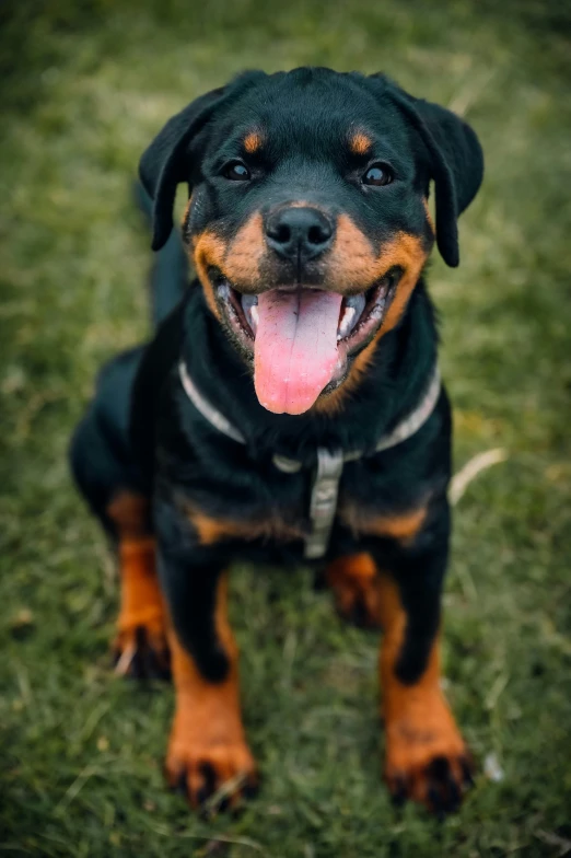 a close up of a dog sitting on a field