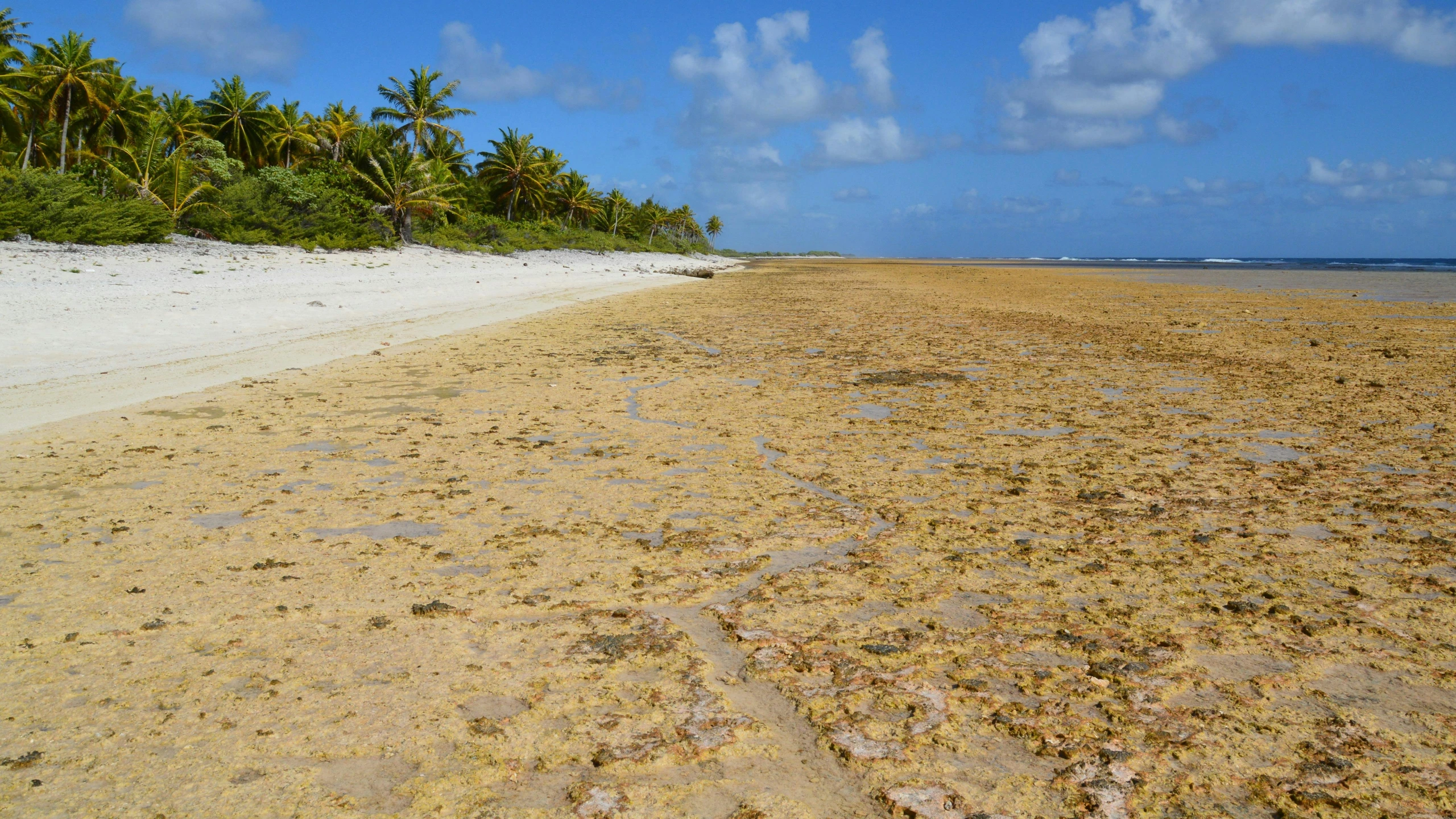 sandy beach area with sea shore and trees