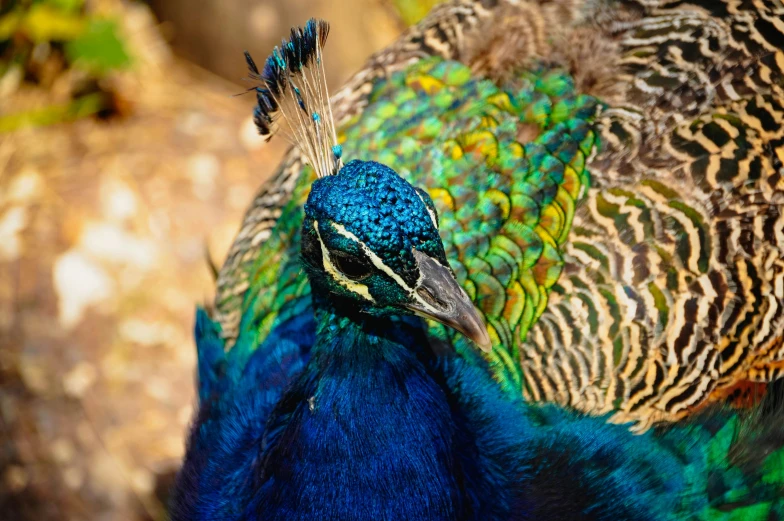 a colorful peacock with its back to the camera