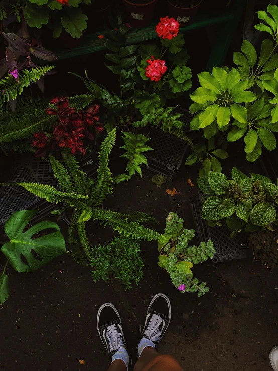 the shoes are by the plants that look very nice