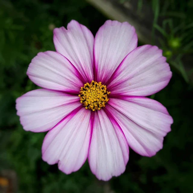 a very pretty purple flower with a yellow center