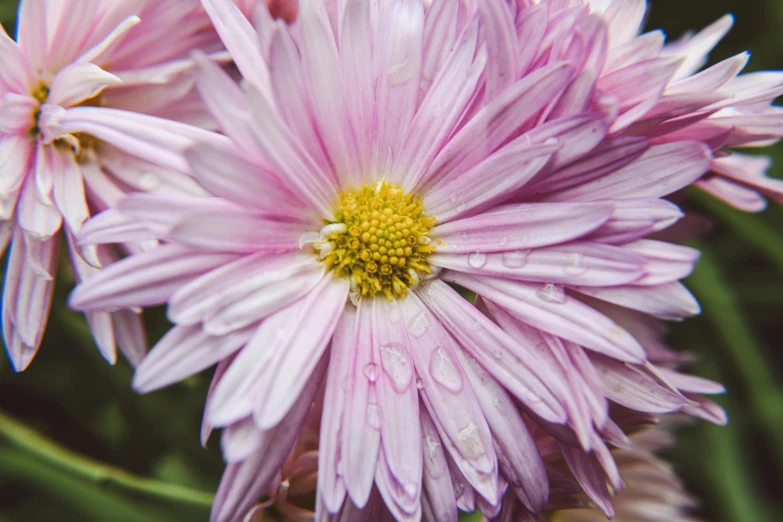 a close up of a pink flower with water drops on it