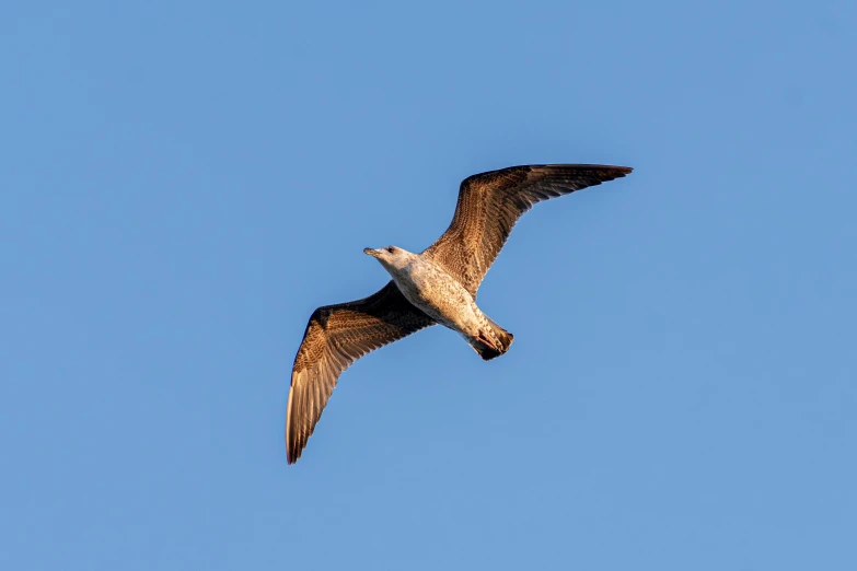 an animal flying high in the sky on a clear day