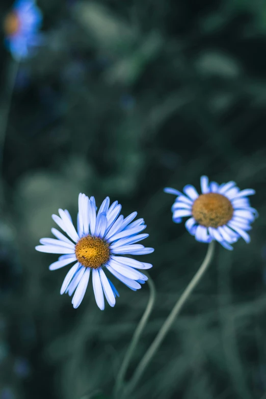 two white flowers that are near each other