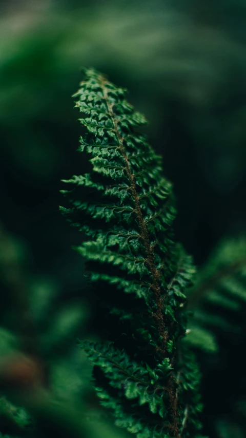 a green leaf on the stalk of a tree