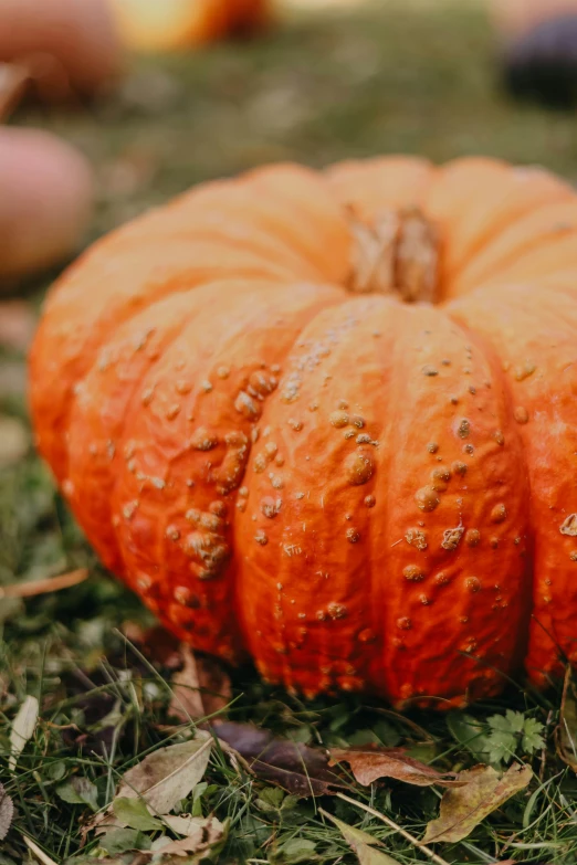 a pumpkin in the grass with water droplets on it