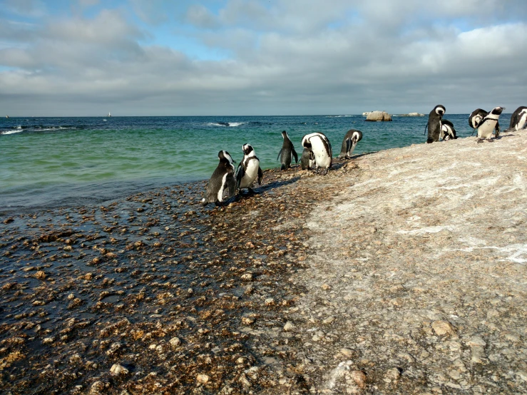 a group of penguins walking along the shore line