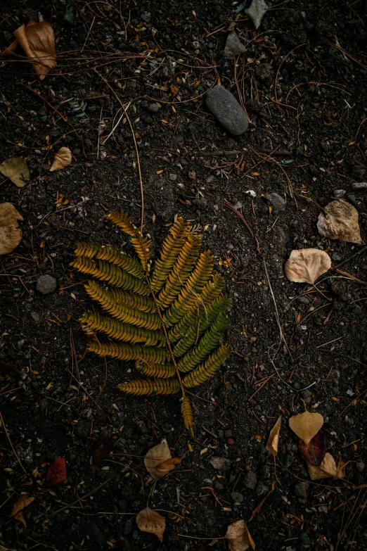 this is a fern leaf on the ground