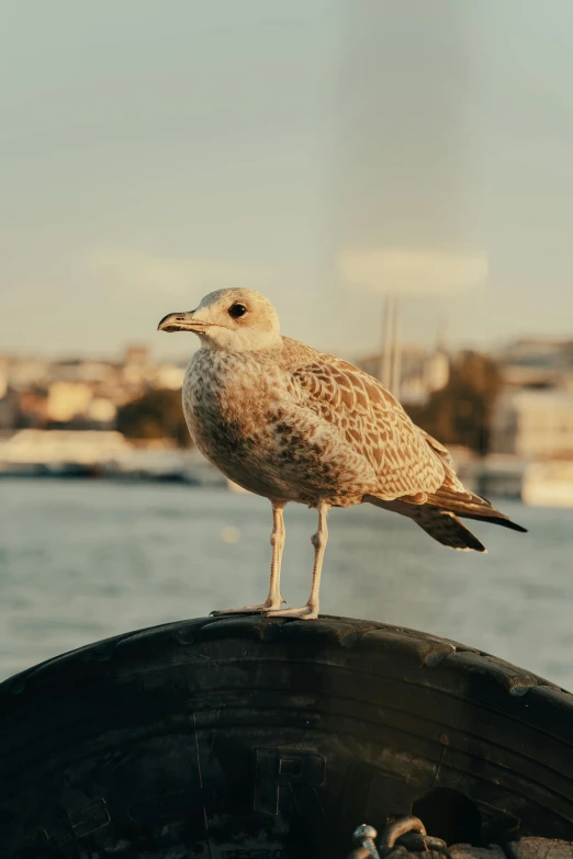 a bird is sitting on top of a tire