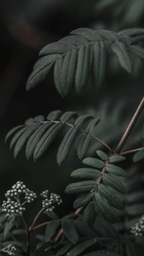 some kind of green leaf with white flowers