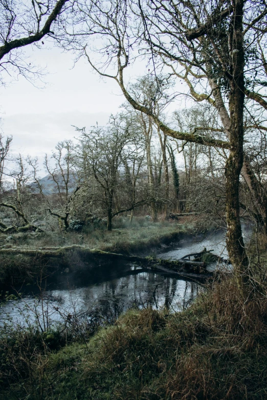 the forest has trees, and a small stream in the middle