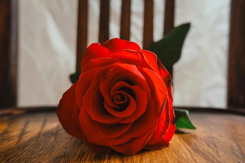 red rose on a wood table top with white wall in the background