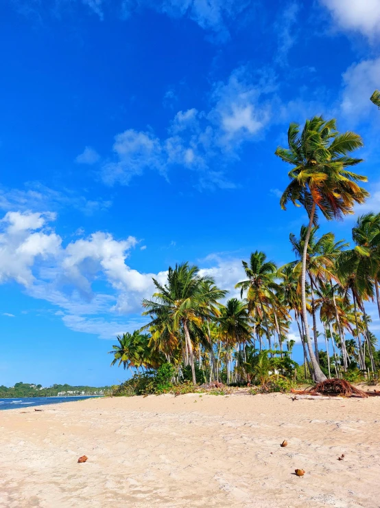 an idyllic beach with palm trees and blue water