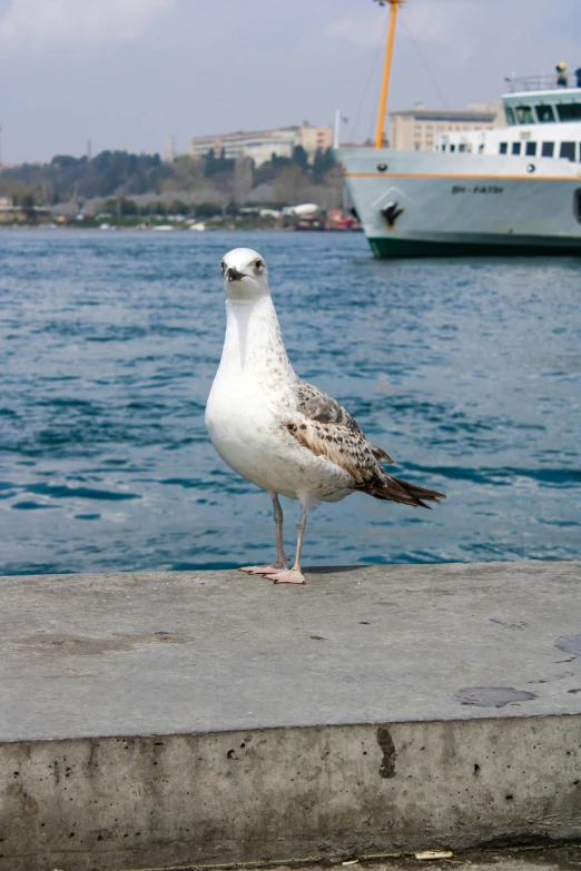 a seagull standing on a wall looking out at the water