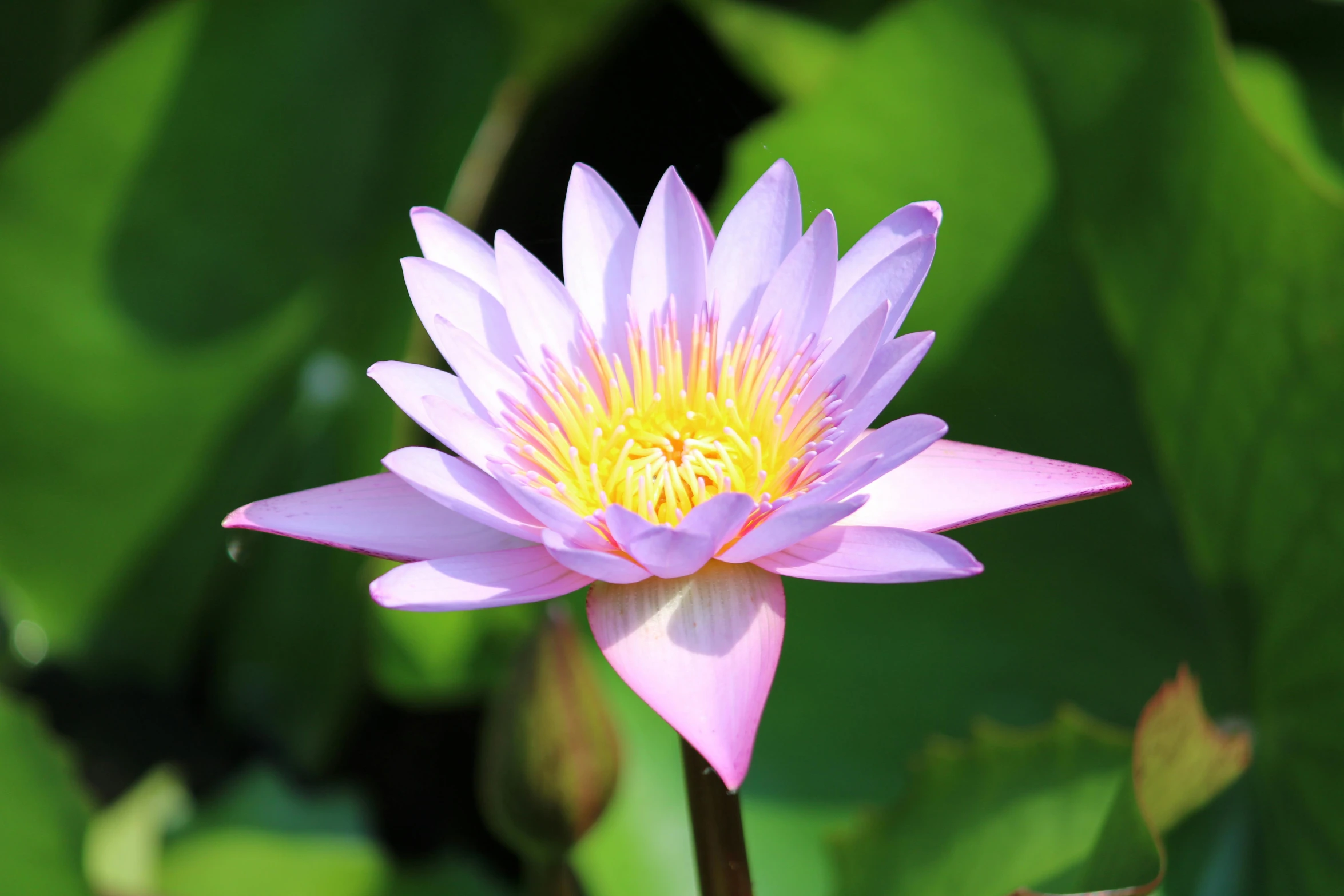 a pink flower with yellow stamen in center of water lily