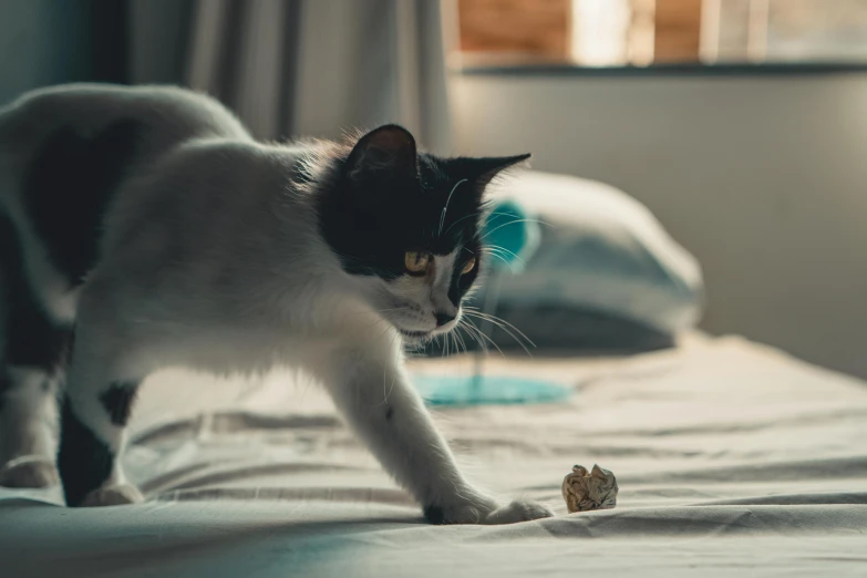 a cat sniffing soing on the bed