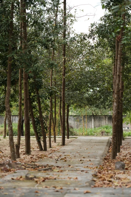 pathway surrounded by small trees with leaves all around