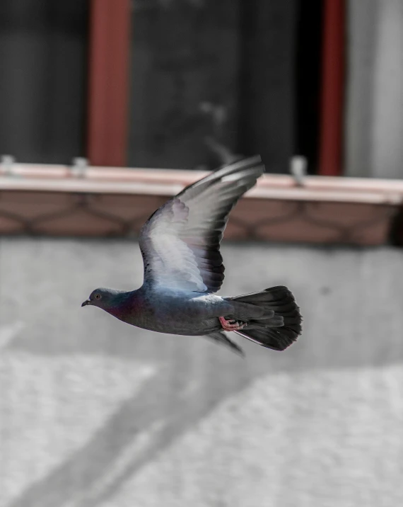 a bird that is flying with its wings extended
