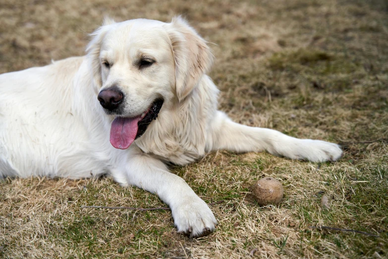 the white dog has large tongue laying down