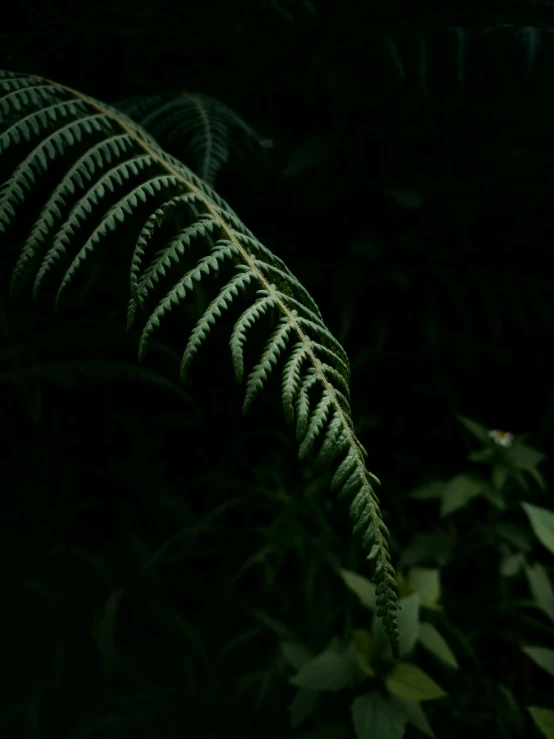 a leaf is lit up in the dark with a green light