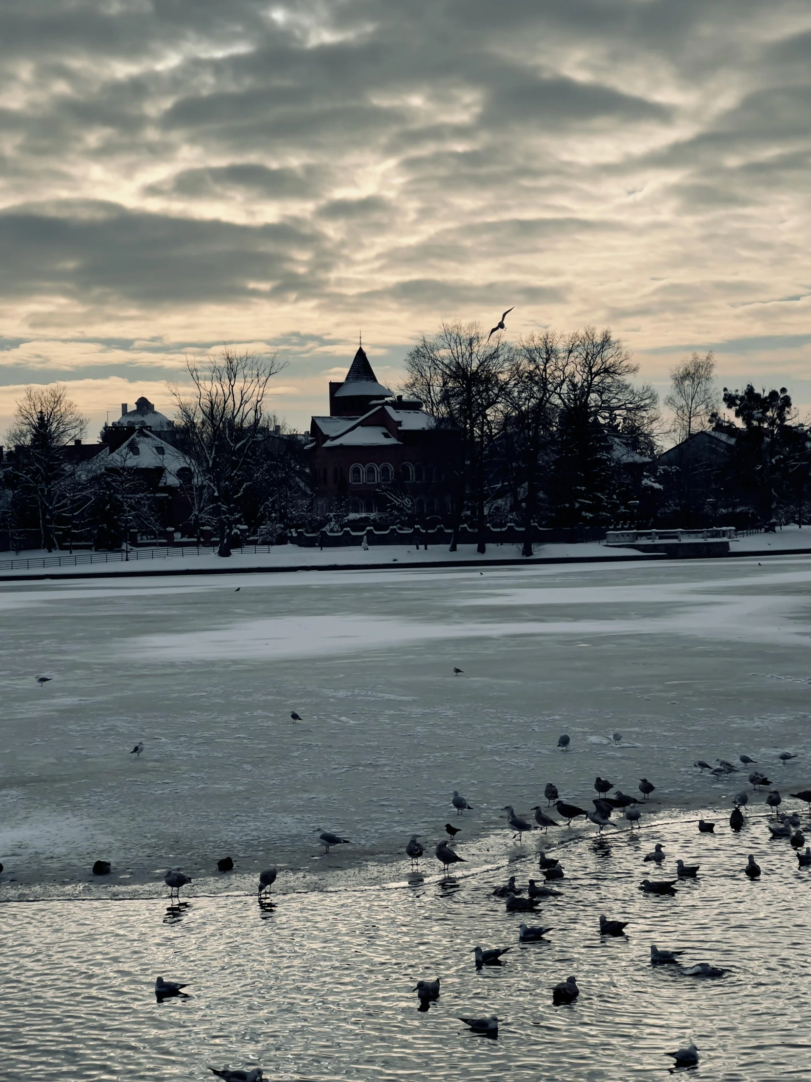 a group of ducks are standing in the snow