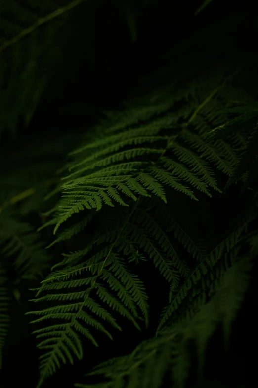 a fern leaf is lit up on the dark green leaves