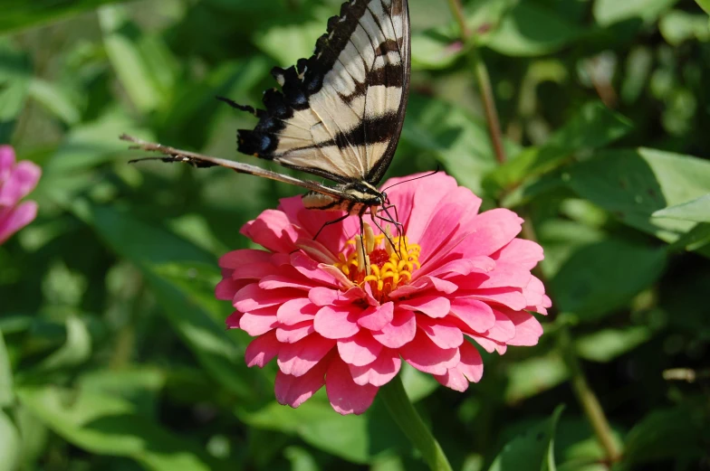 a small erfly is resting on a flower