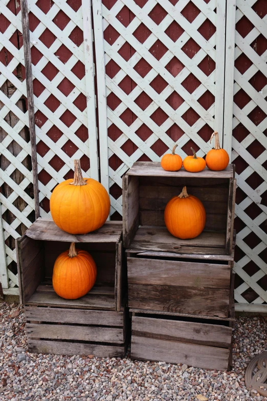 three wooden crates holding some pumpkins in front of a white fence