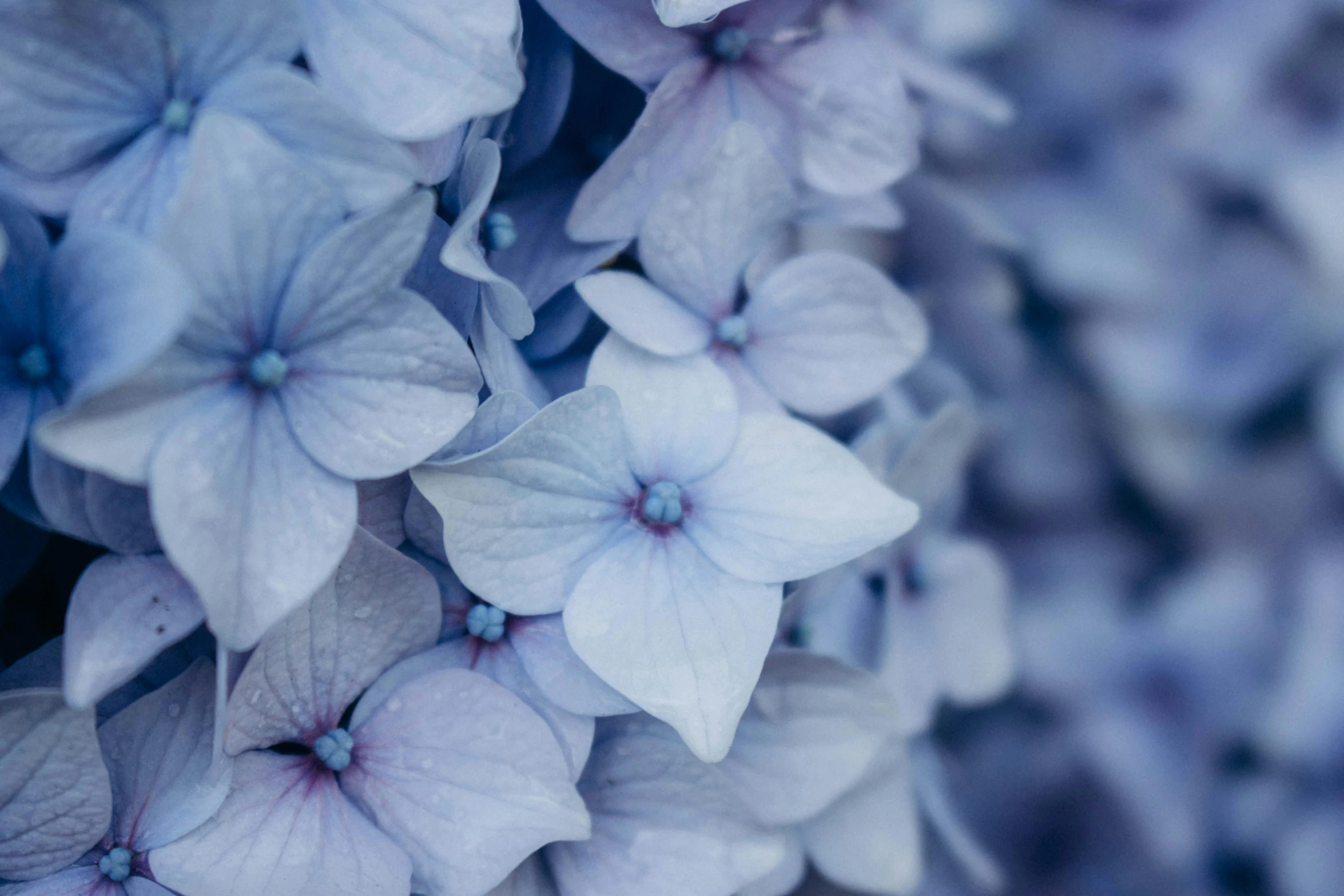 white and blue flowers in bloom on a stalk