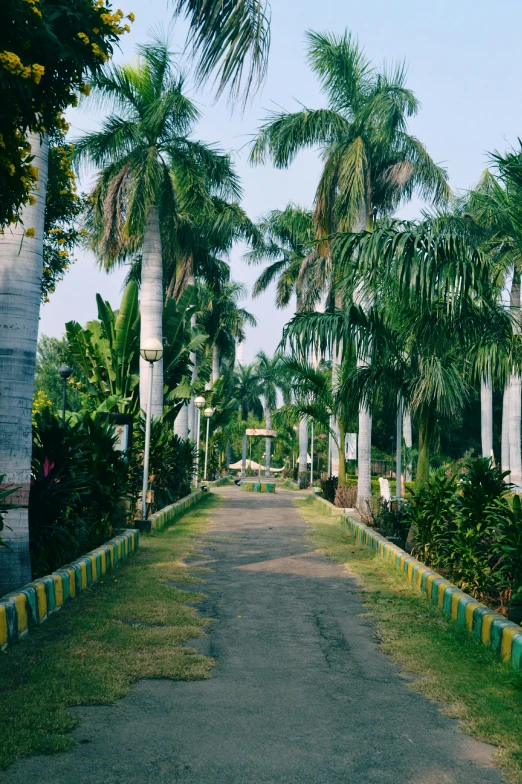 a long narrow road between two palm trees