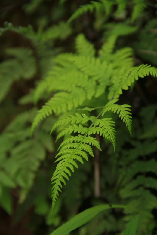 the underside of the green plant with very big leaves