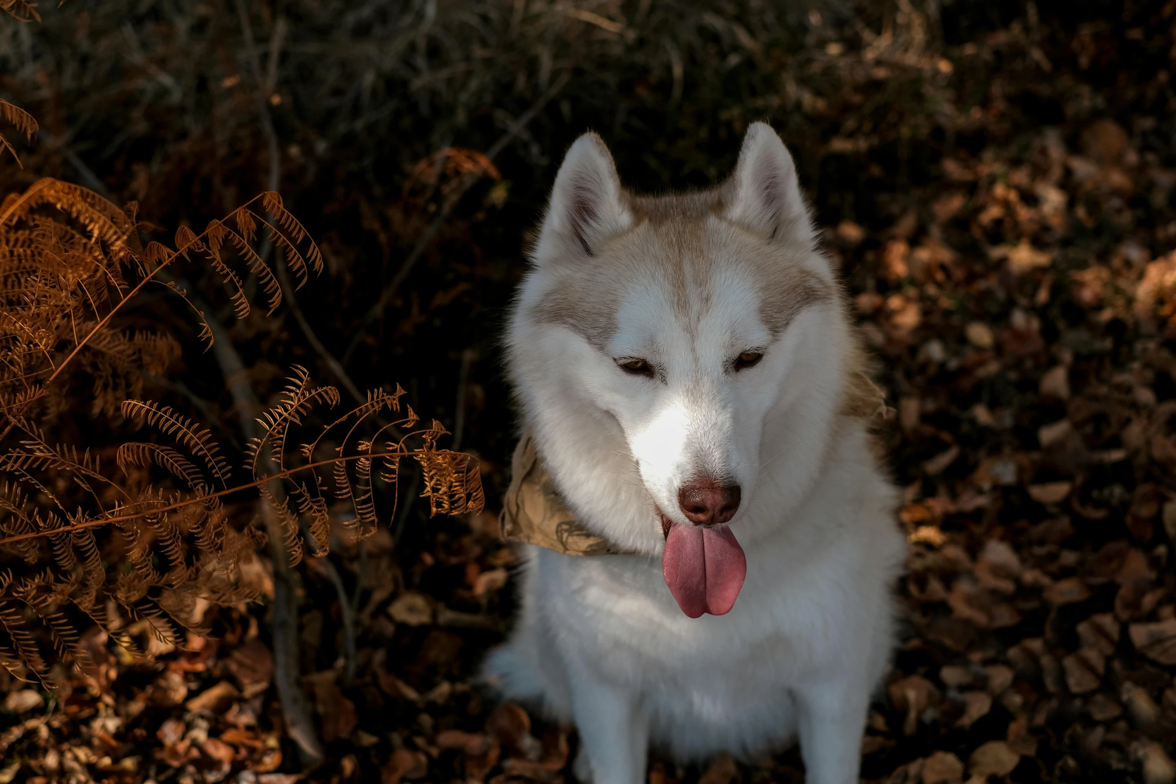 a white and tan husky with a red tongue in the woods
