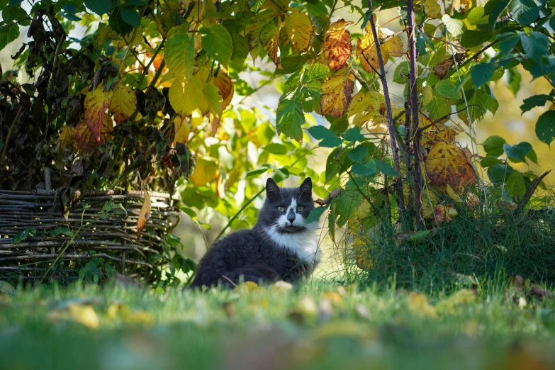 a cat looks over a tree while sitting in the sun