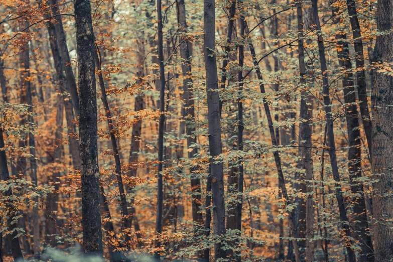 trees and foliage are shown with their leaves turning to orange