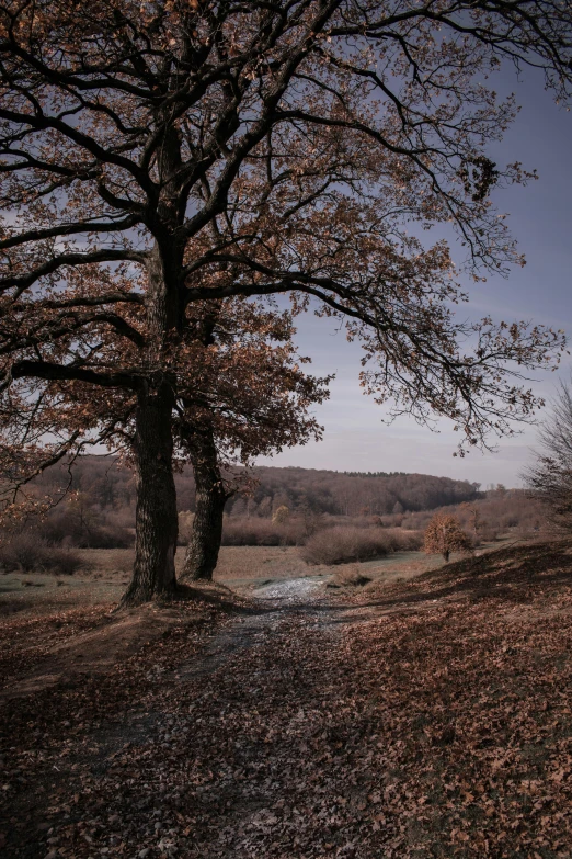 a forest with no leaves, some trees and a dirt path