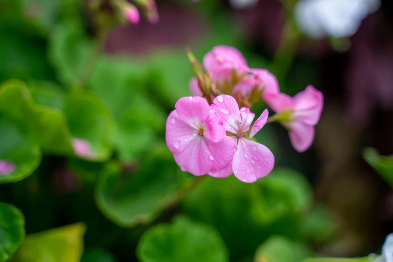 the bright pink flowers are growing by some green leaves