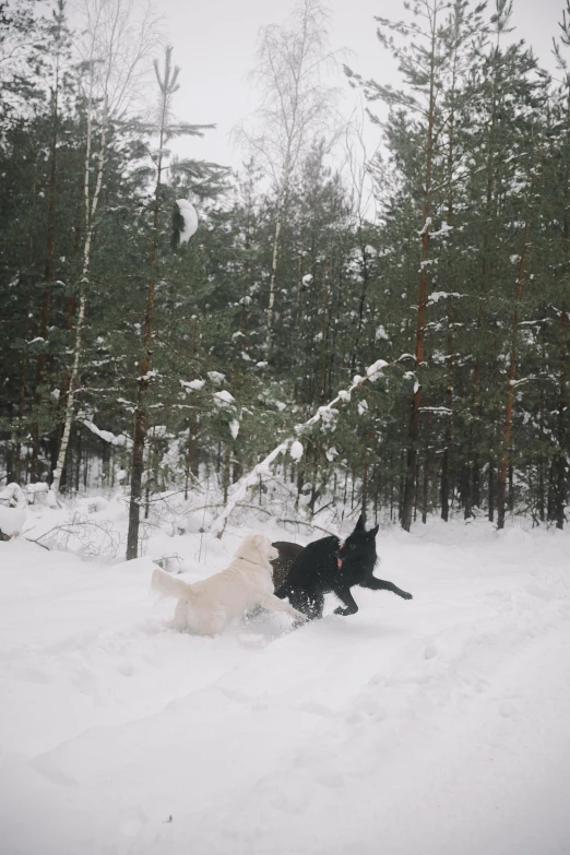 two dogs playing in the snow by some trees