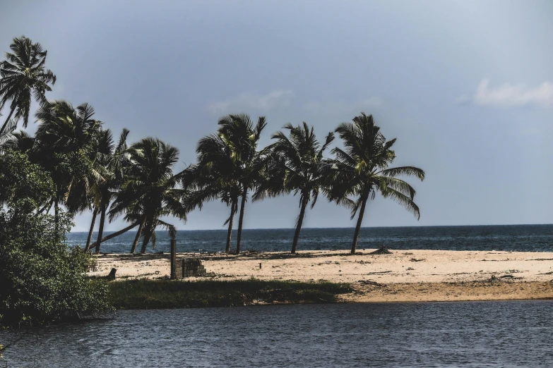 a po of the ocean with several trees