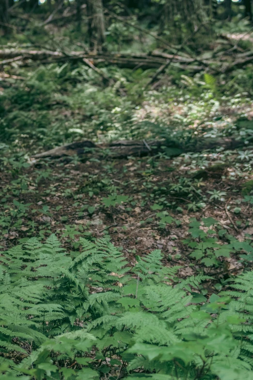 a bear is standing in the middle of the woods