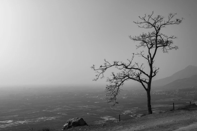 black and white po of single tree against a foggy sky