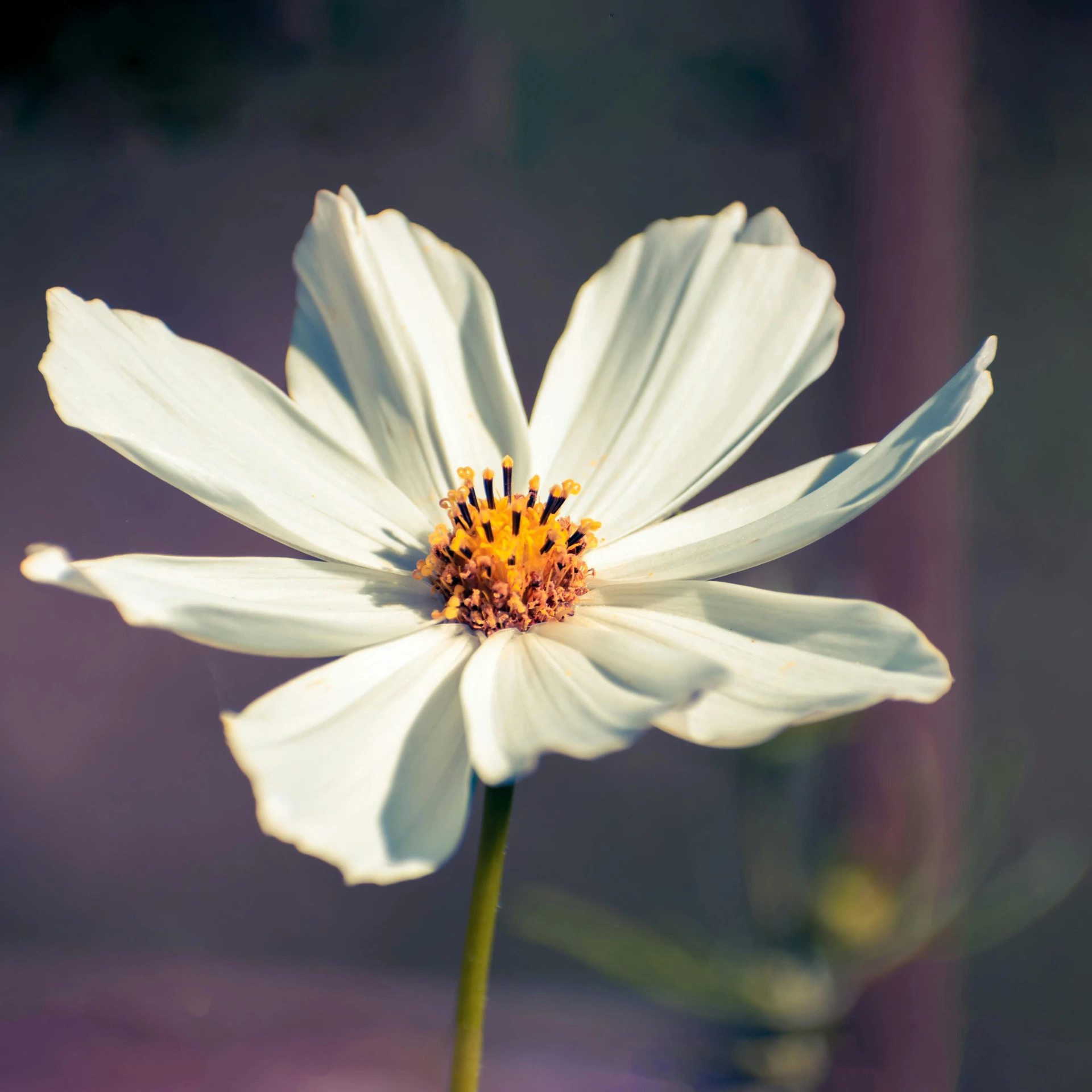 the lone white flower has long stem petals