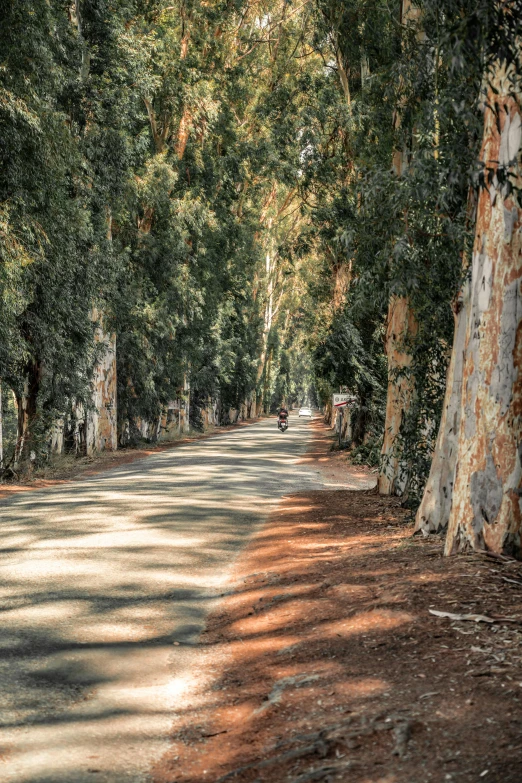 a long dirt road surrounded by lots of trees