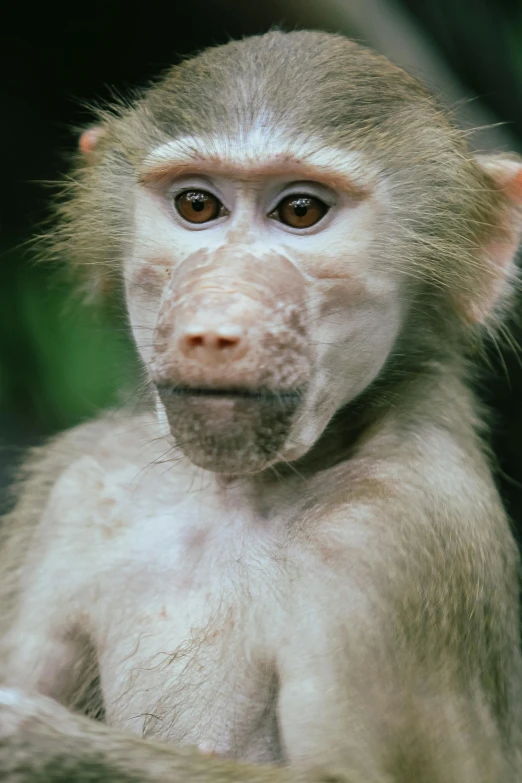 a very cute looking monkey sitting on a table