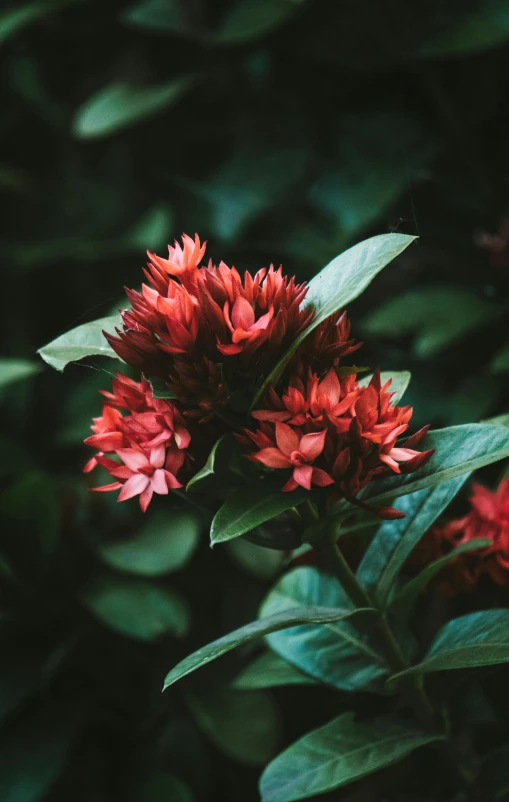 the flowers are blooming bright red on the plant