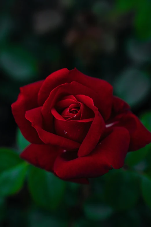 a red rose is in the foreground with greenery