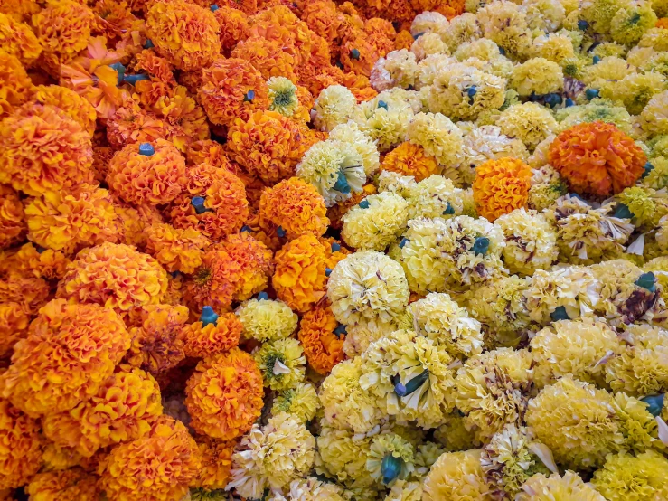 several different colored flowers in various shapes and sizes