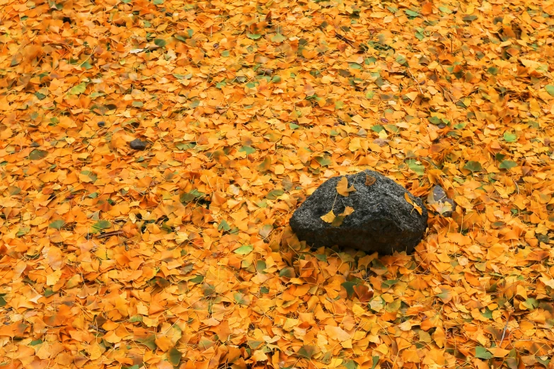 a black rock sitting on top of leaves