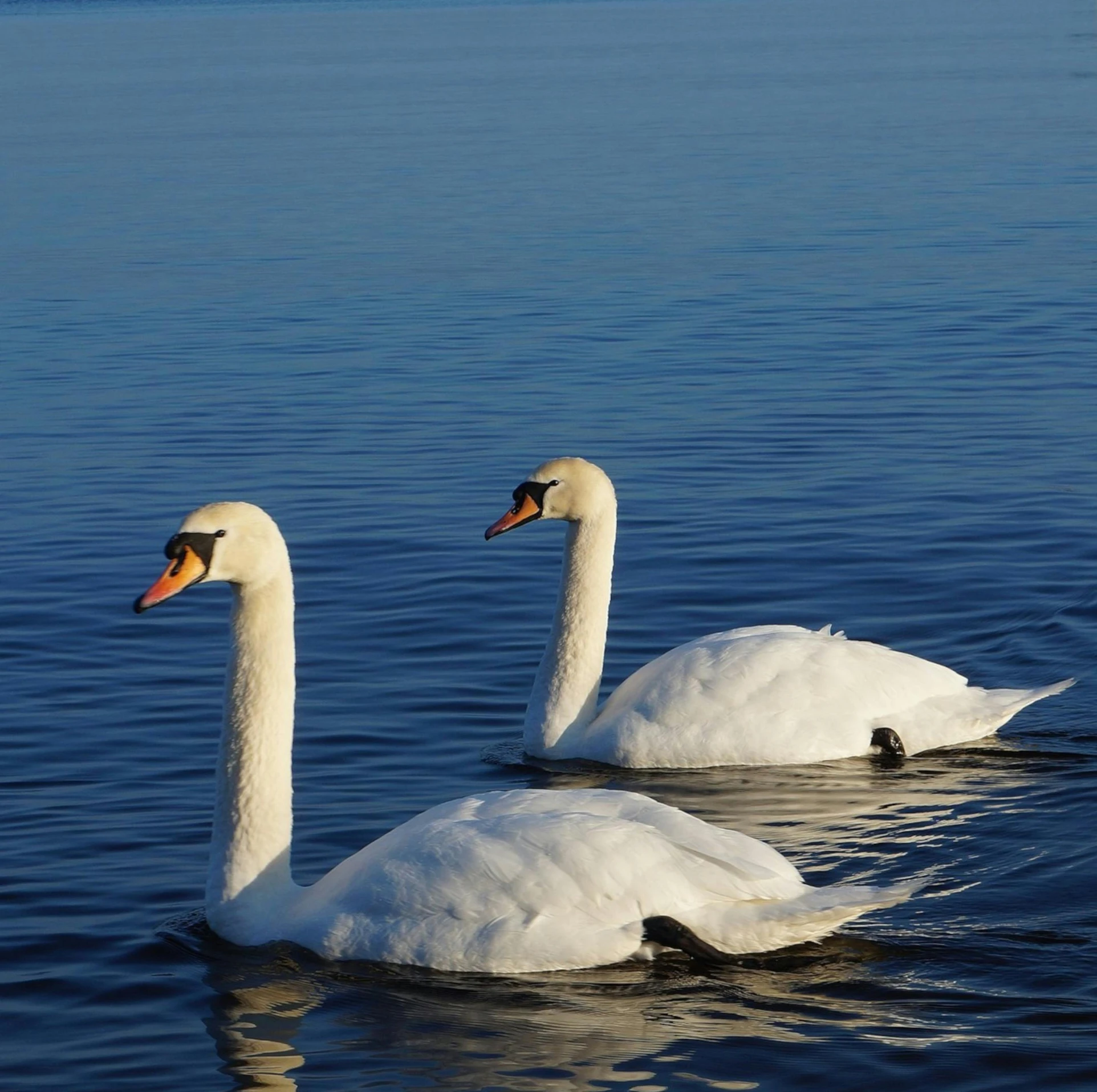 two white swans are floating in the water